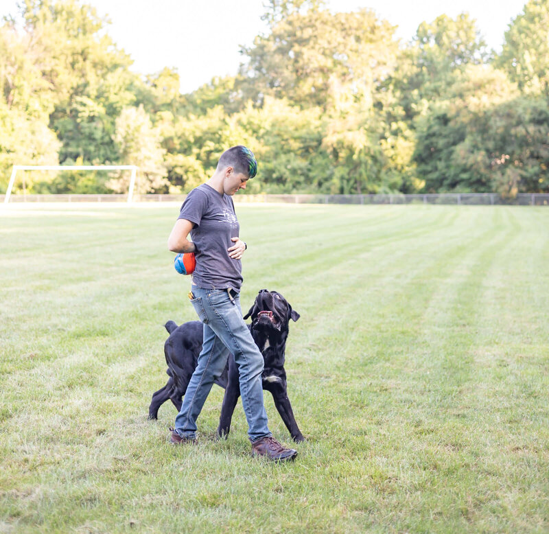 Better dog cheap training