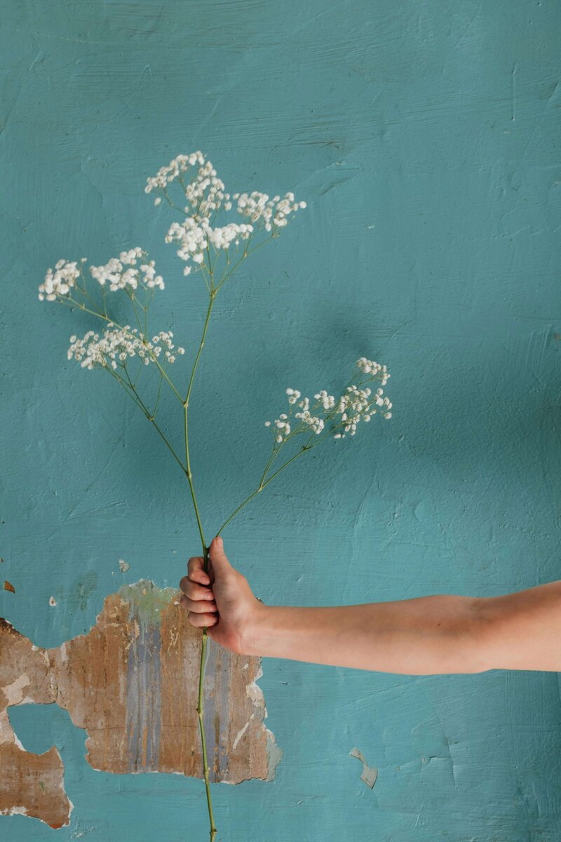 A Hand in front of a teal Textured Wall Holding White Flowers