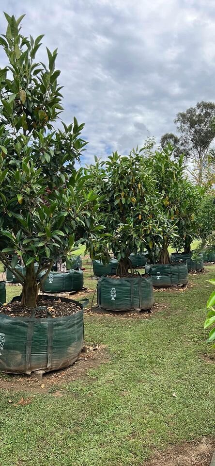 FICUS MACROPHYLLA  - sydney plants