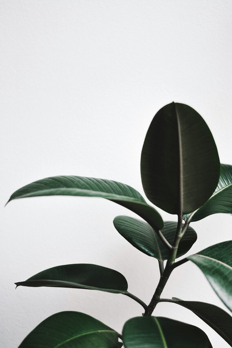 Green plant leaves on a white background, symbolising fresh Financial growth and health.