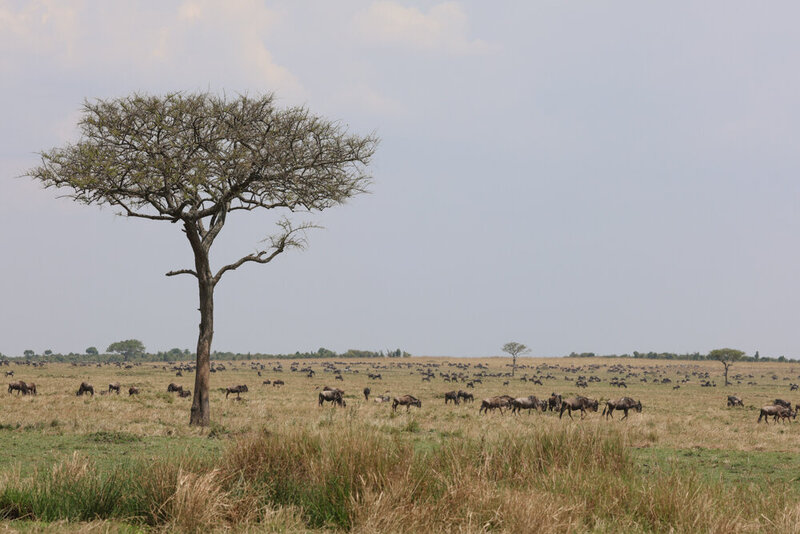 safariedited-453