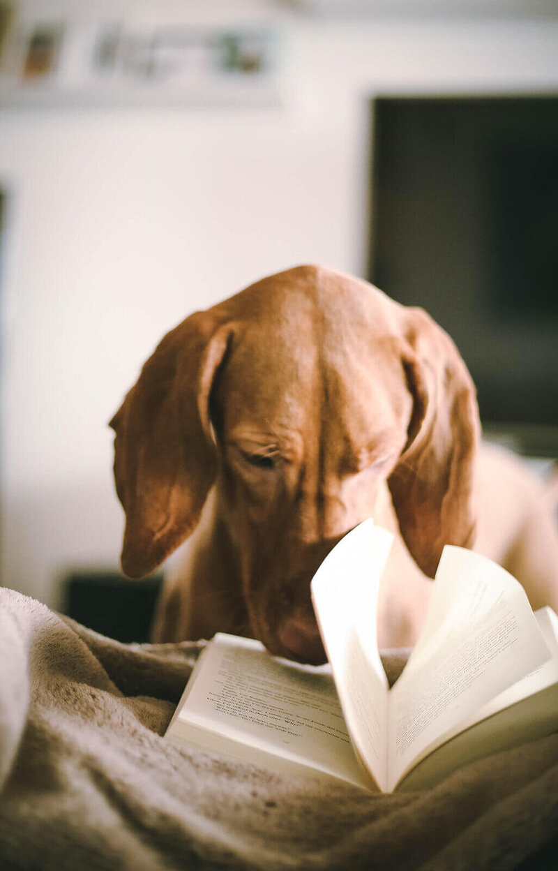 light brown dog with its nose in a book