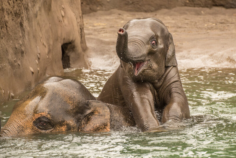 Zoo Pool Time