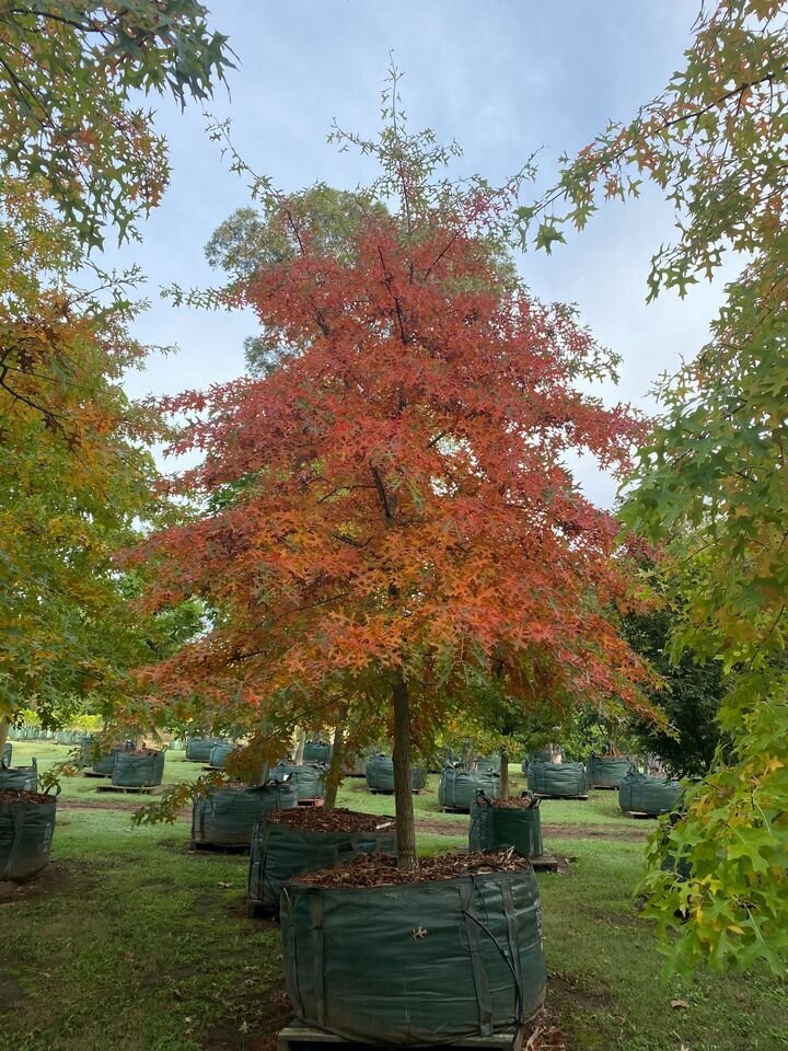 QUERCUS PALUSTRIS - Mature Pin Oak - Sydney Plant Nursery