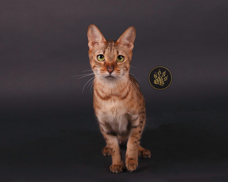 Cat13-IMG_0482
