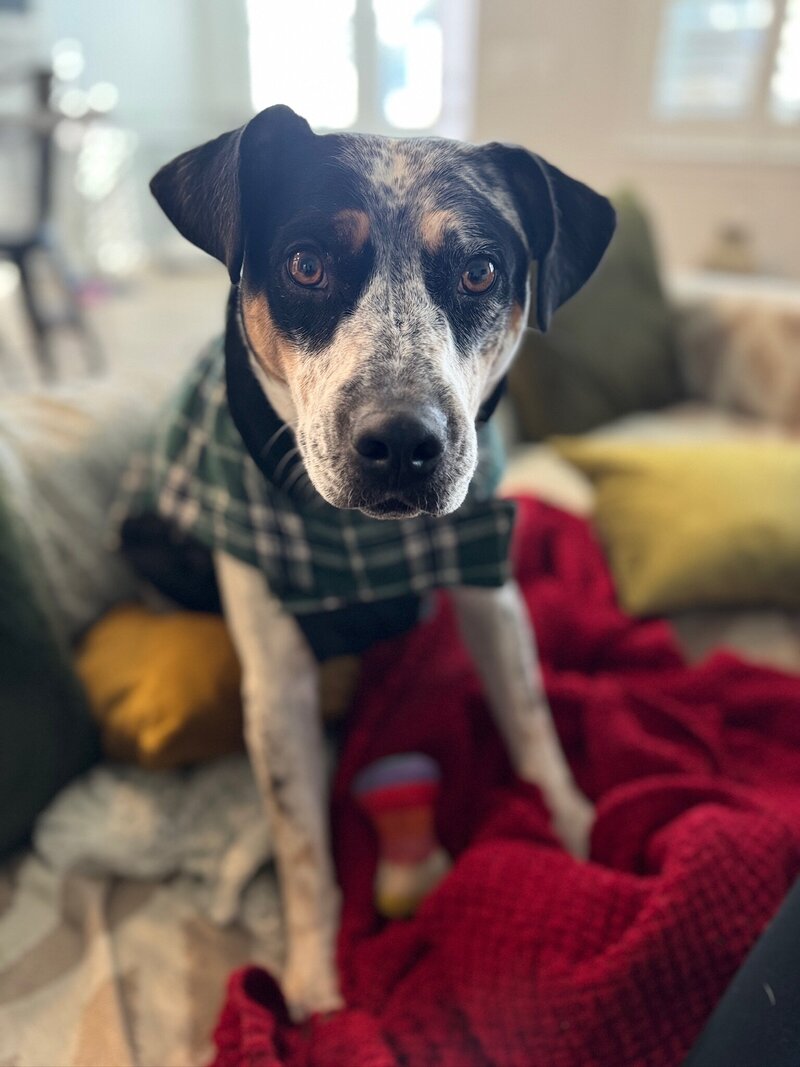 Blue Heeler mix wearing green and blue plaid fall coast surrounded by toys standing on couch with red blanket 