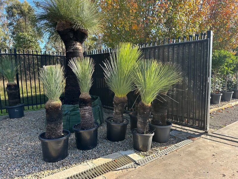 XANTHORRHOEA GLAUCA - Blue Grass Tree - Mature Trees Sydney - Go Green Nurseries - Australian Natives