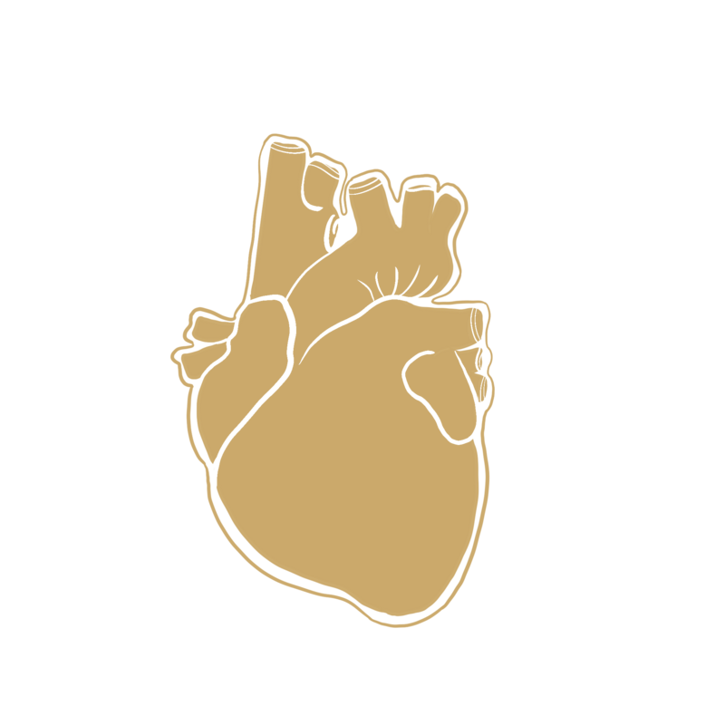 gold illustration of an anatomical heart