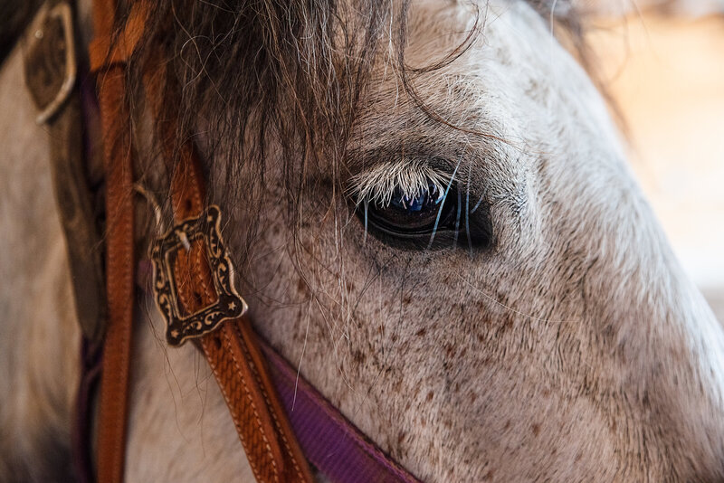 Robin McMurry Photography_Fort Leonard Wood, Missouri_Equine Photographer_Angi Blain_Storm-3540-Edit