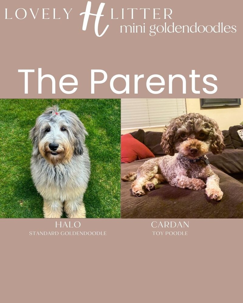 H Puppies - The Parents