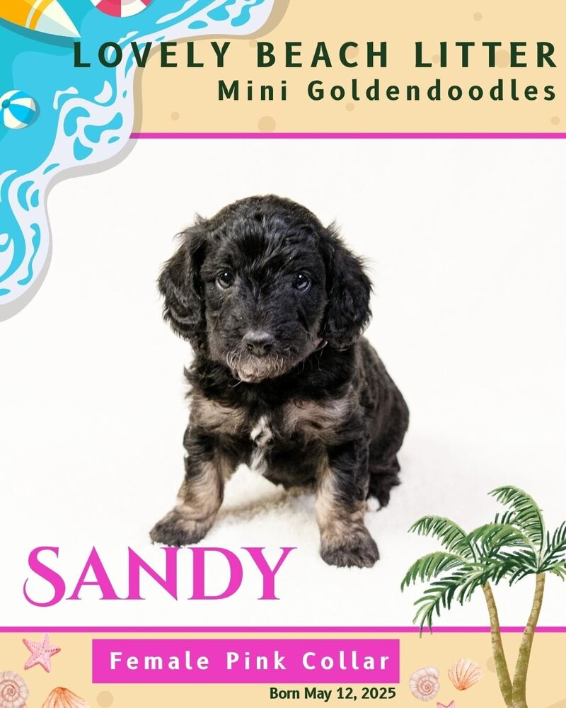 Beach - Pink Sandy Female