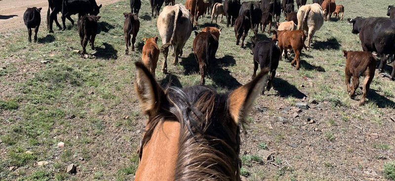Ranch hand on horseback