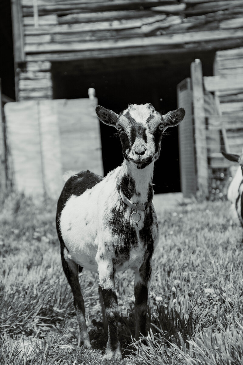 Allen Durham Family Farm (6)