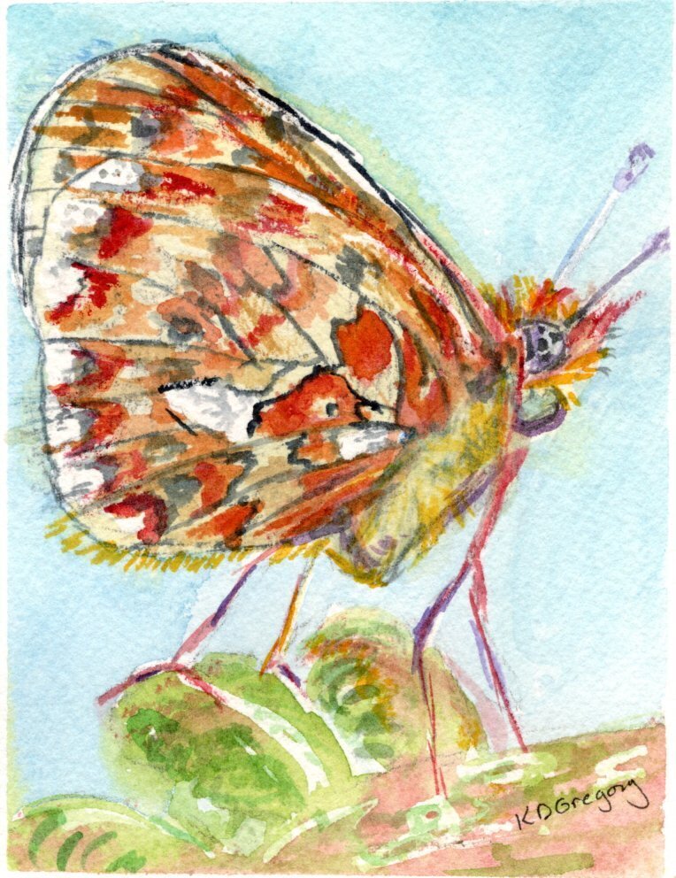 kd gregory fine art - pearl bordered fritillary
