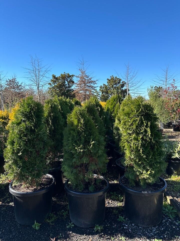THUJA OCCIDENTALIS 'SMARAGD' - northern white cedar conifers sydney