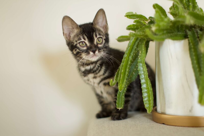 Diva + Bronco_Charcoal Female_1