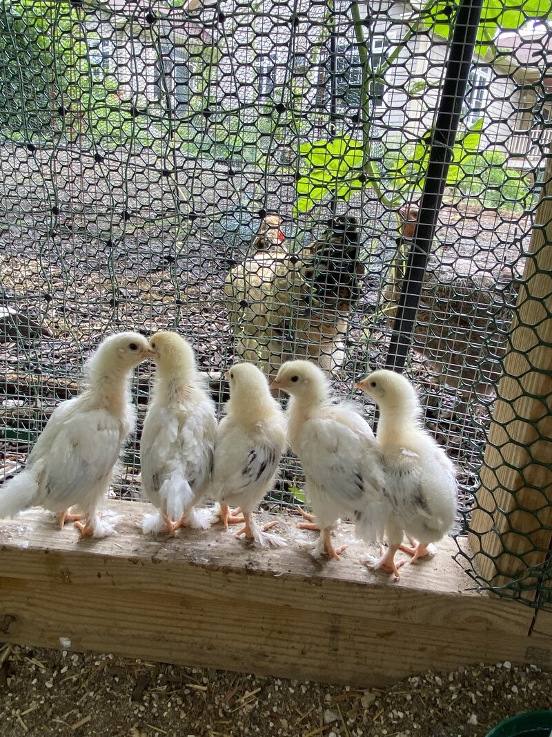 Leila Zayed Baby Chickens