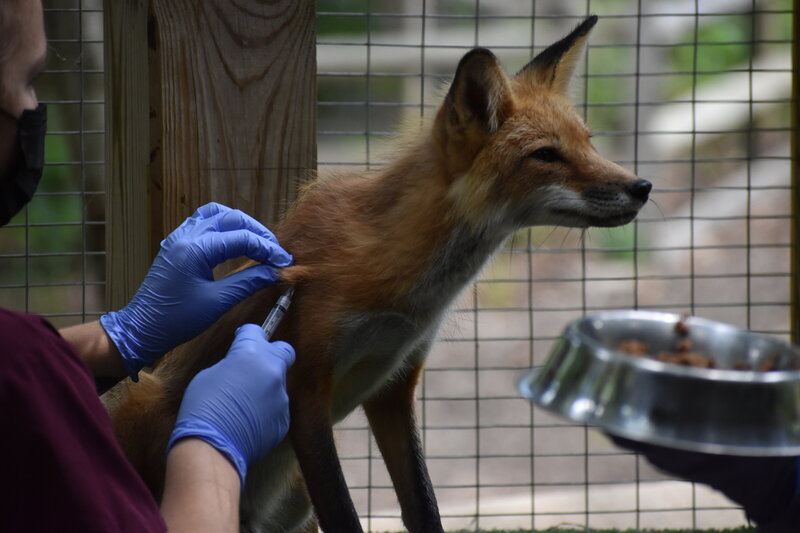 Jasper_Red Fox_Injection training