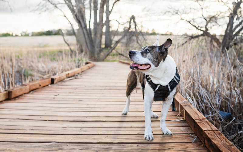 colorado-pet-photographer-37