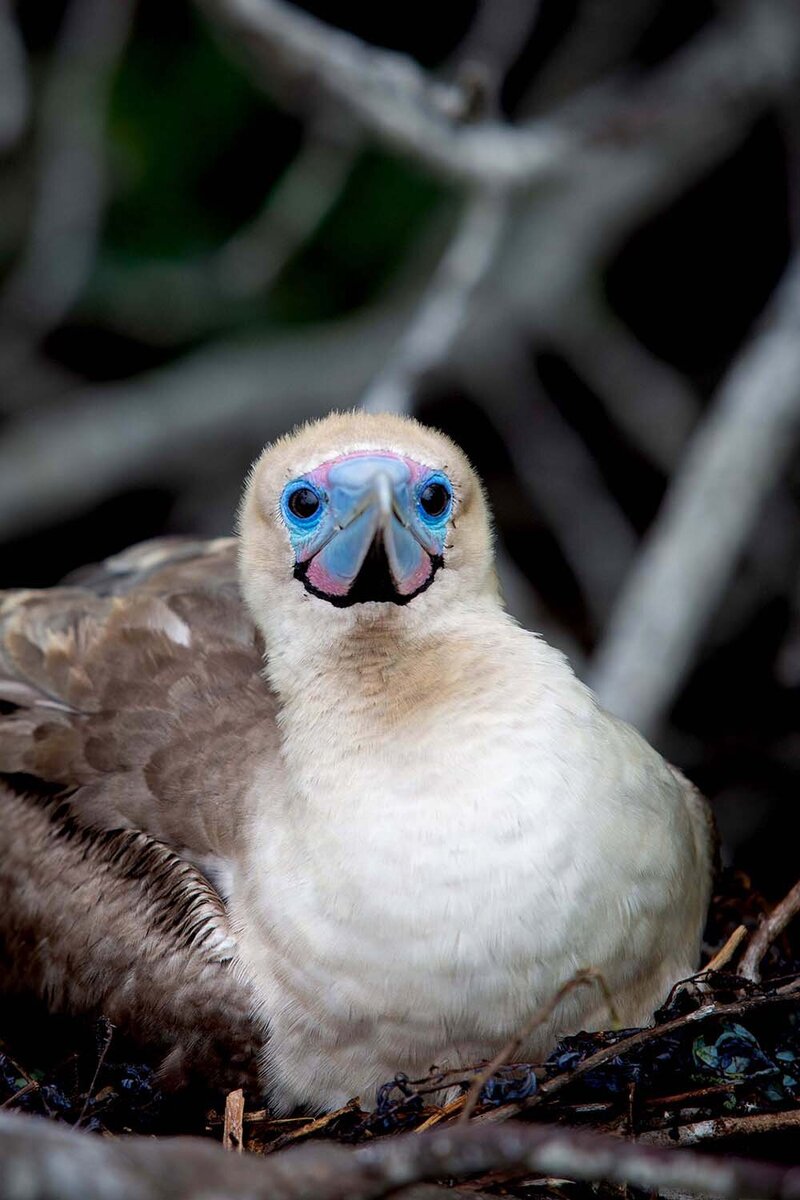 Charles Darwin blue footed boobie bird close up in nest