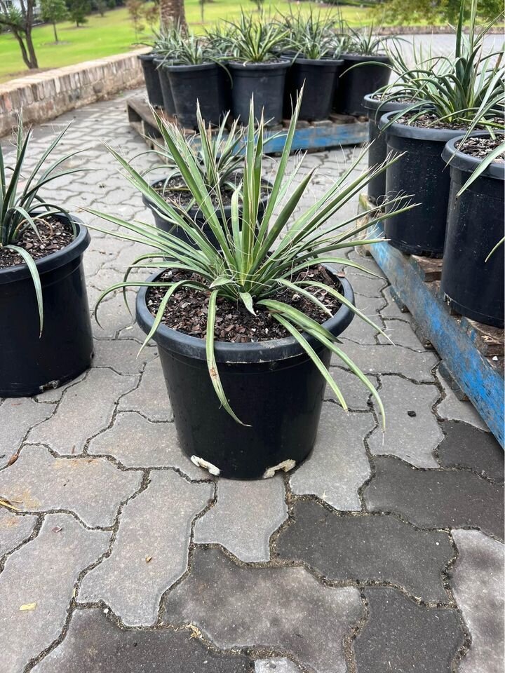 Yucca Filifera - Exotic plants and trees sydney - Go Green nurseries