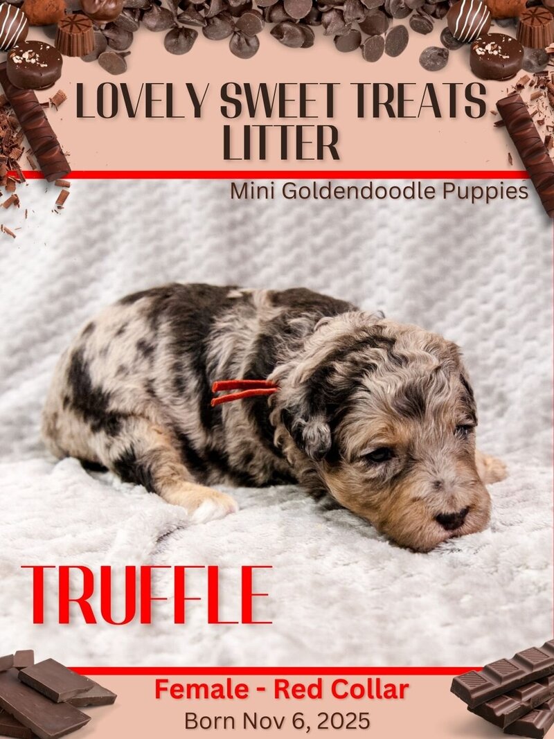 Sweet Treats - Red Truffle Female