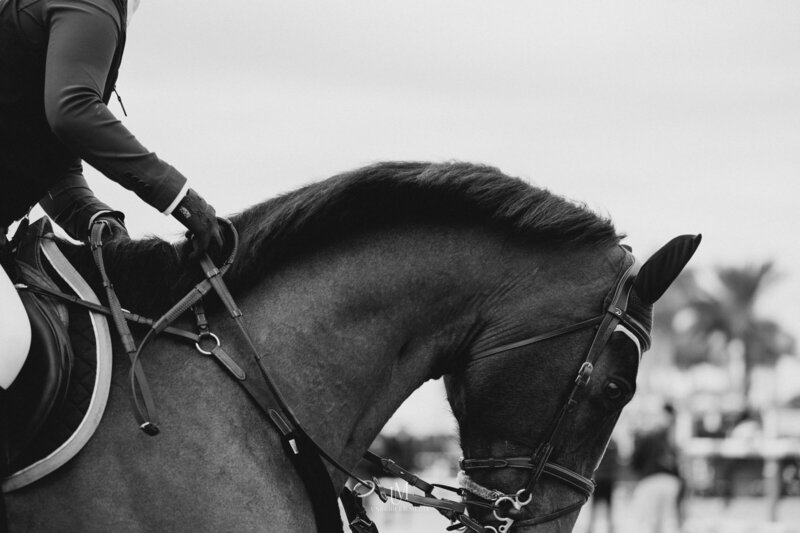 Unbridled MediaAAM_1698