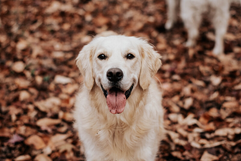 Dog photography in Annapolis