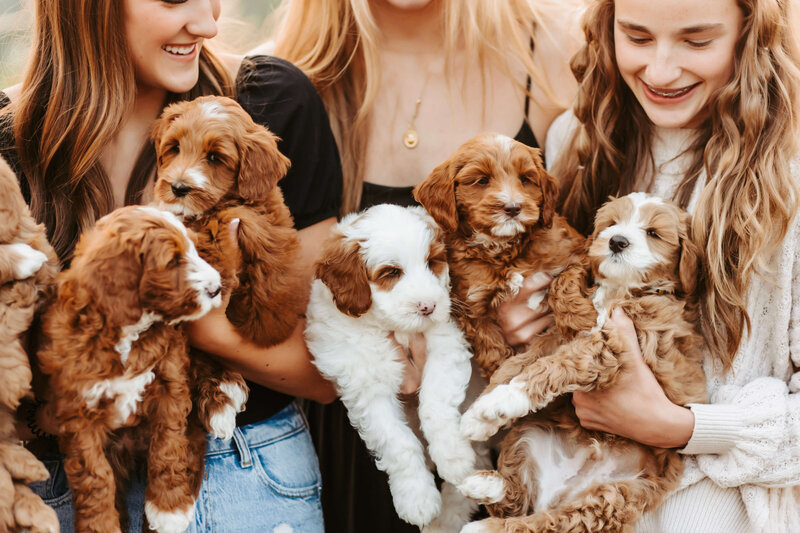 Australian Labradoodle Puppies in Vancouver and Edmonton