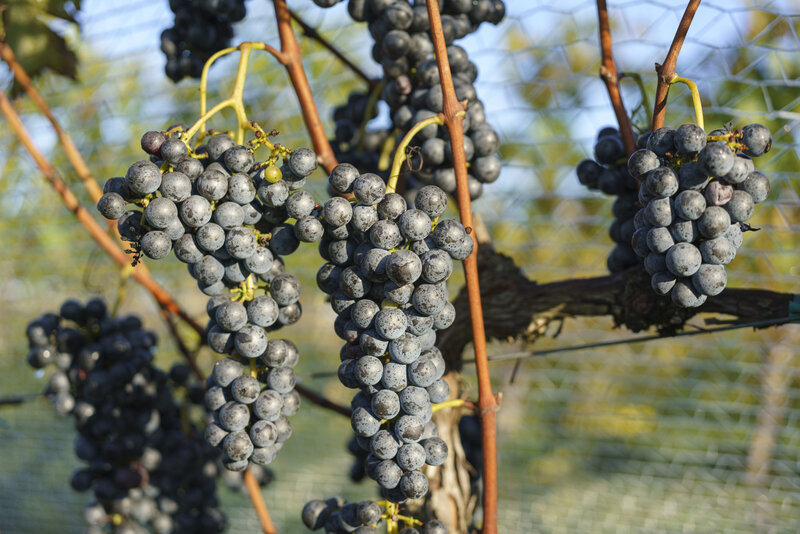 red grapes for wine