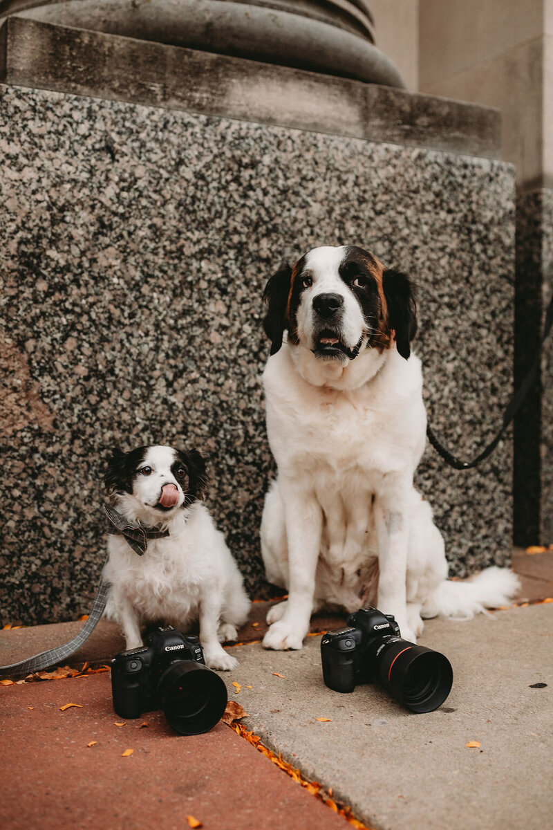 A small dog licks his nose. A St. Bernard dog looks off camera. Both sit in front of cameras.