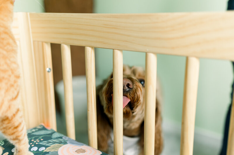 northern virginia family photographer-4