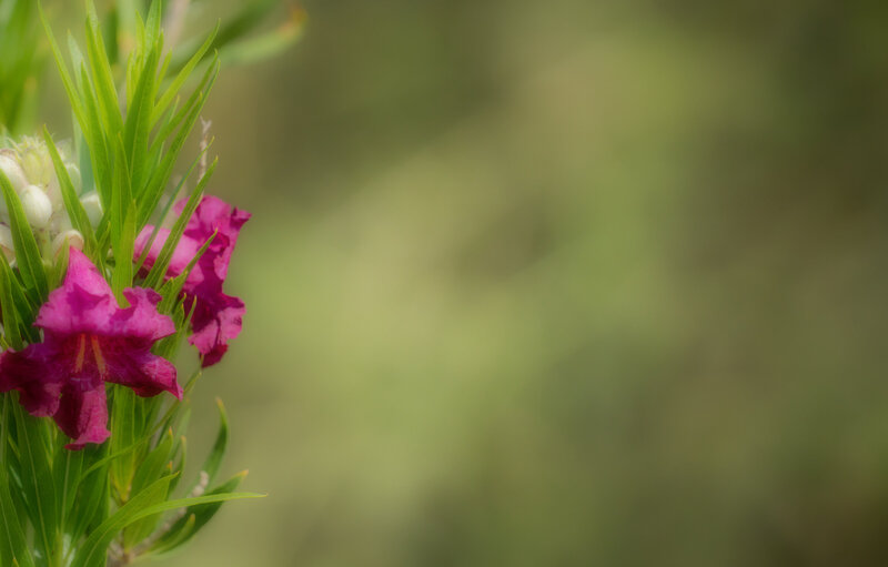 Desert Willow with Negative Space
