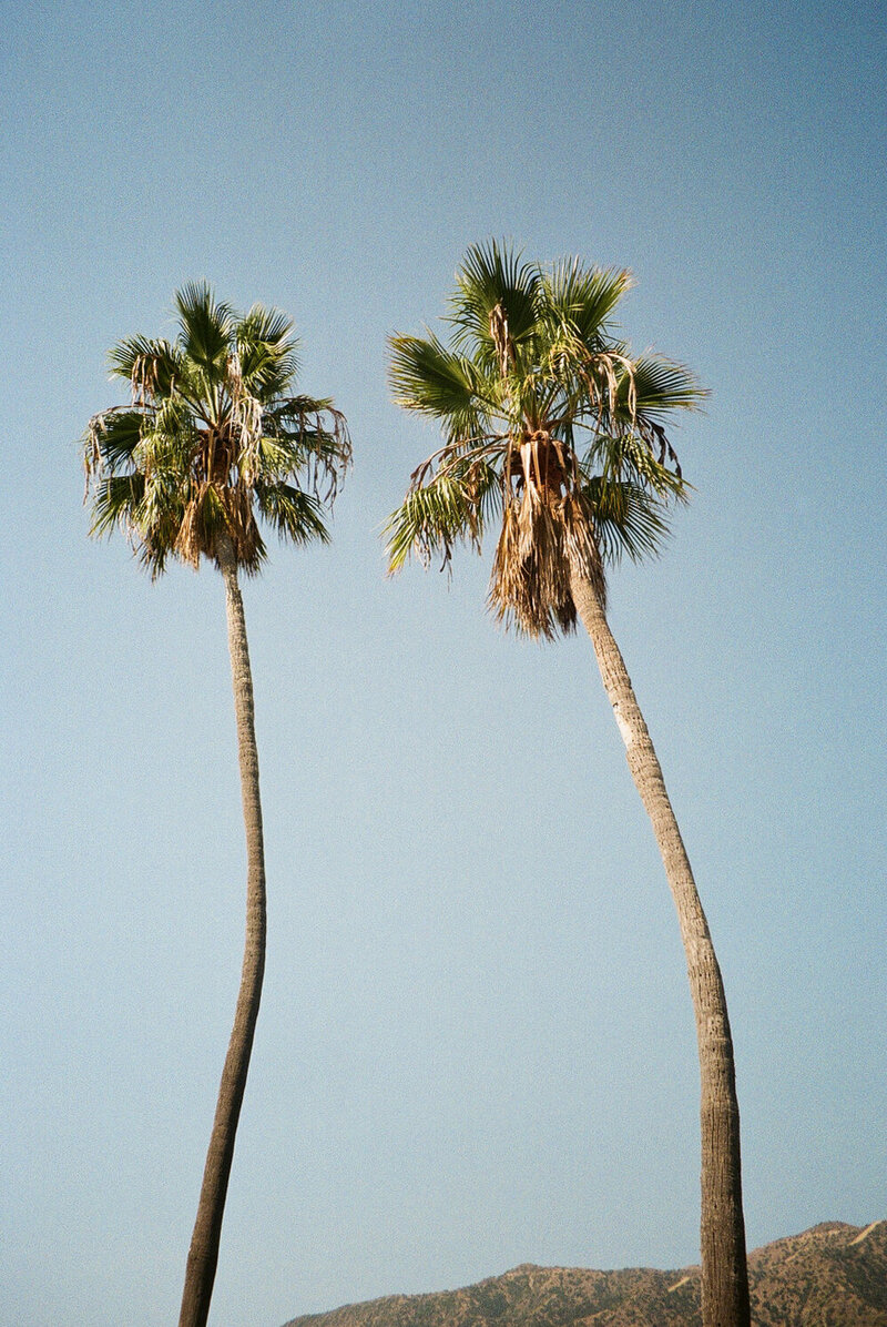 palm trees next to building