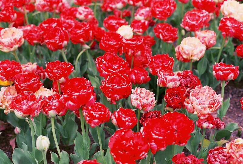 Roll1_AAA6426-R1-09-10A