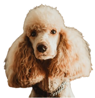 Roxie Apricot Poodle