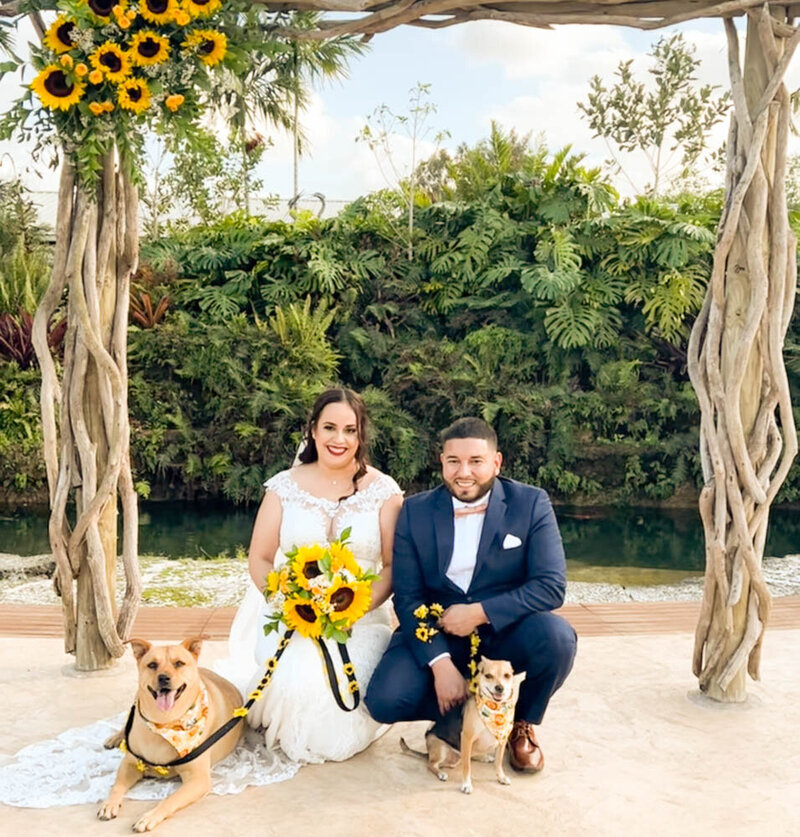 a bride and a groom  kneeling down with two dogs on each of their sides tan colored. Bride is holding a bouquet of sunflowers.