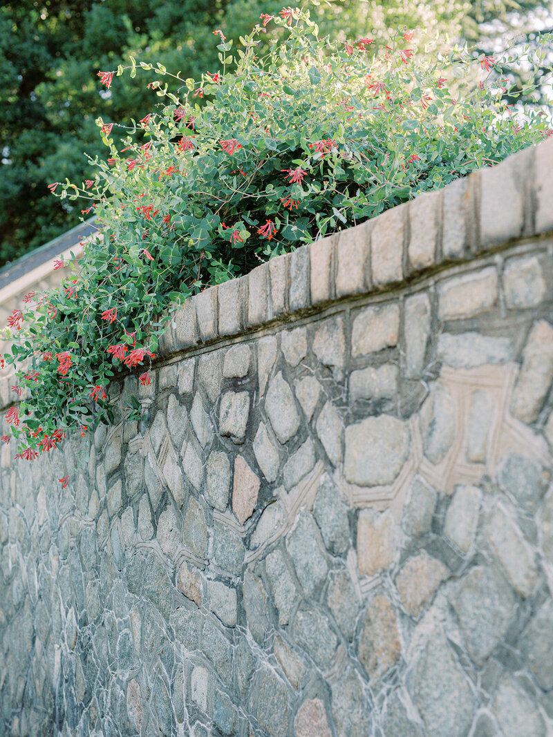 A green plant with pink flowers hanging over a grey stone wall at a maternity photography session in Richmond by Katie Stansfield Photography.