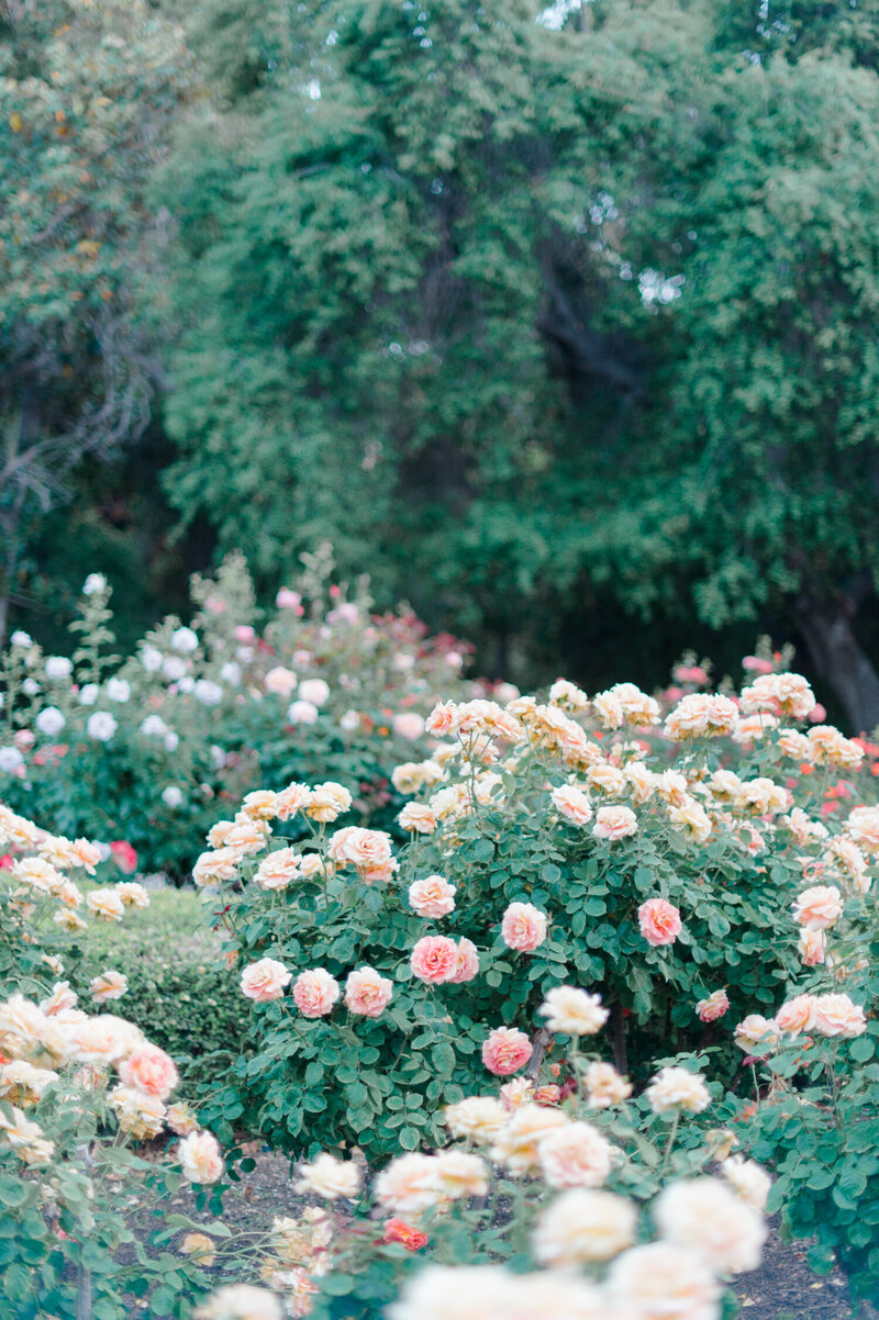 rose garden-angelinahuffman
