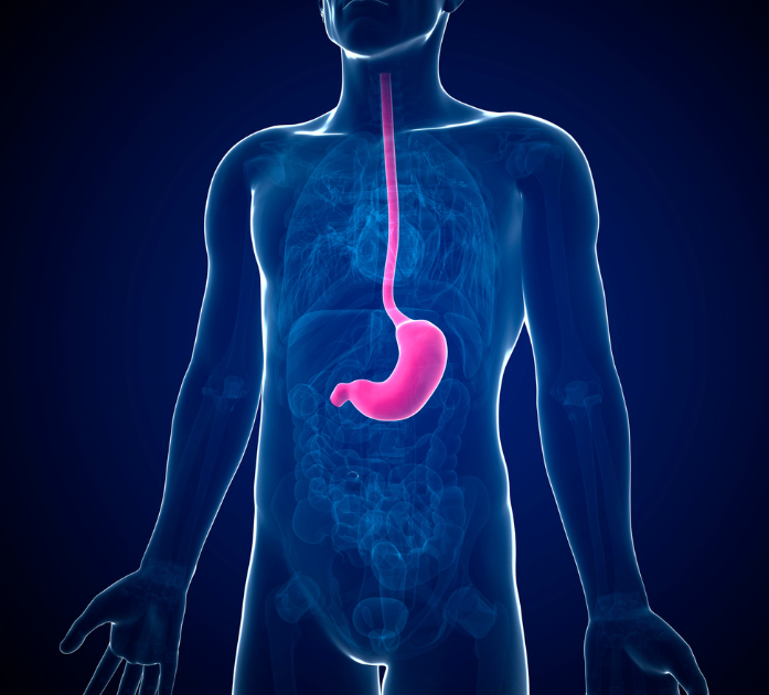 Transparent human figure highlighting digestive system, representing Digest Blend IV Vitamin Therapy for digestive support at Refined Medical NY in East Setauket, Long Island.