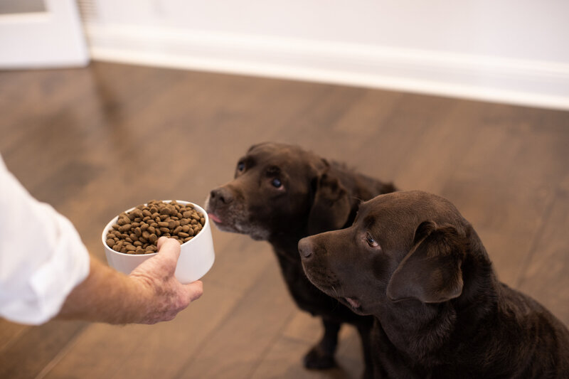 dog food bowl photographer