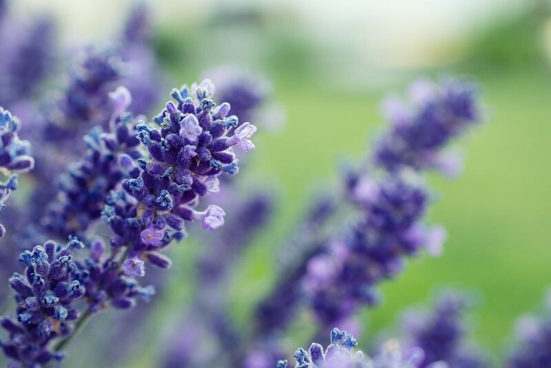 lavender-monte-cristo