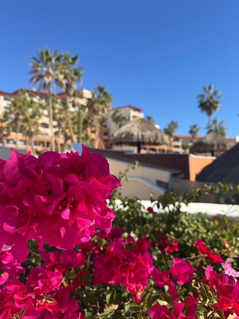 flowers-mexico-destination