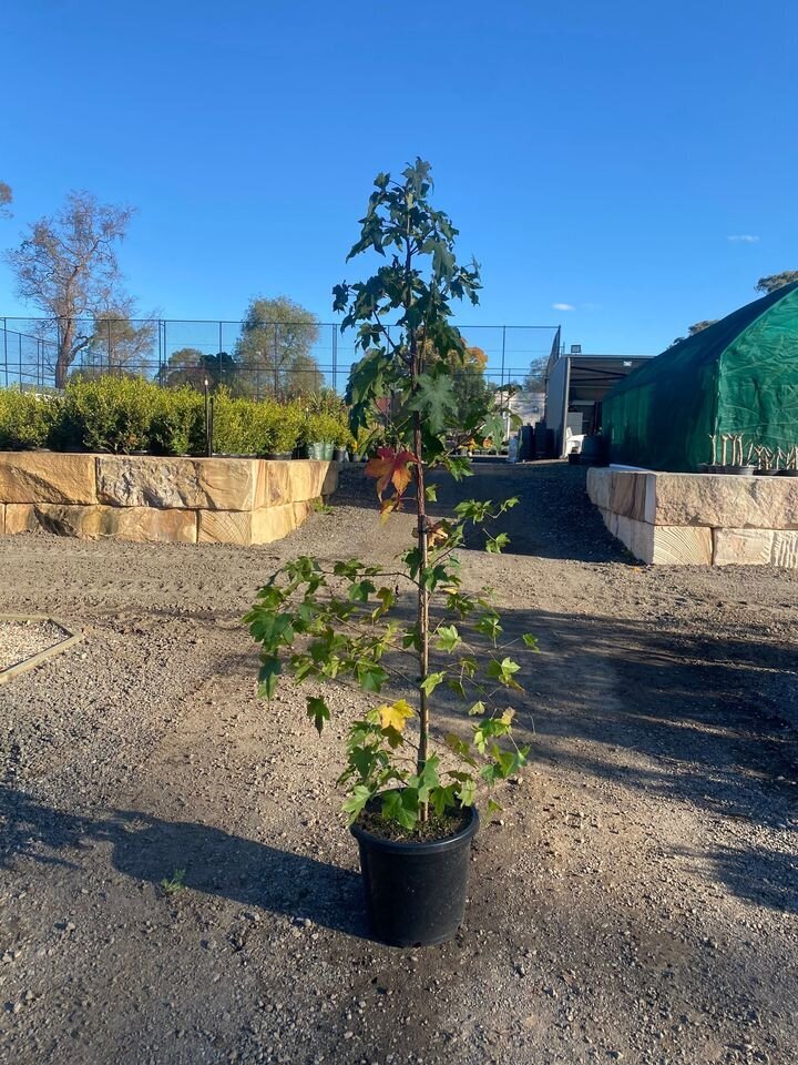 LIQUIDAMBAR STYRACIFLUA - mature trees sydney