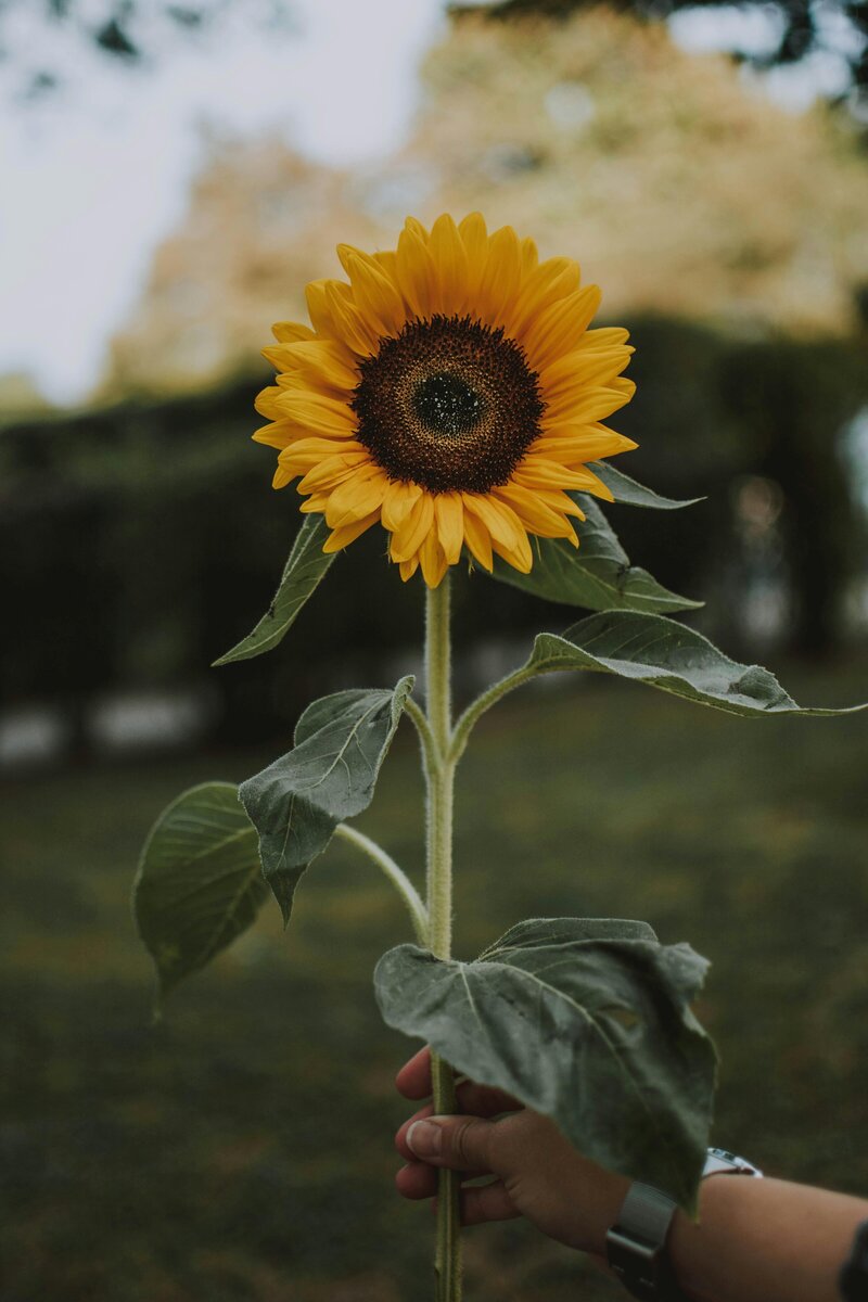 Big Sunflower