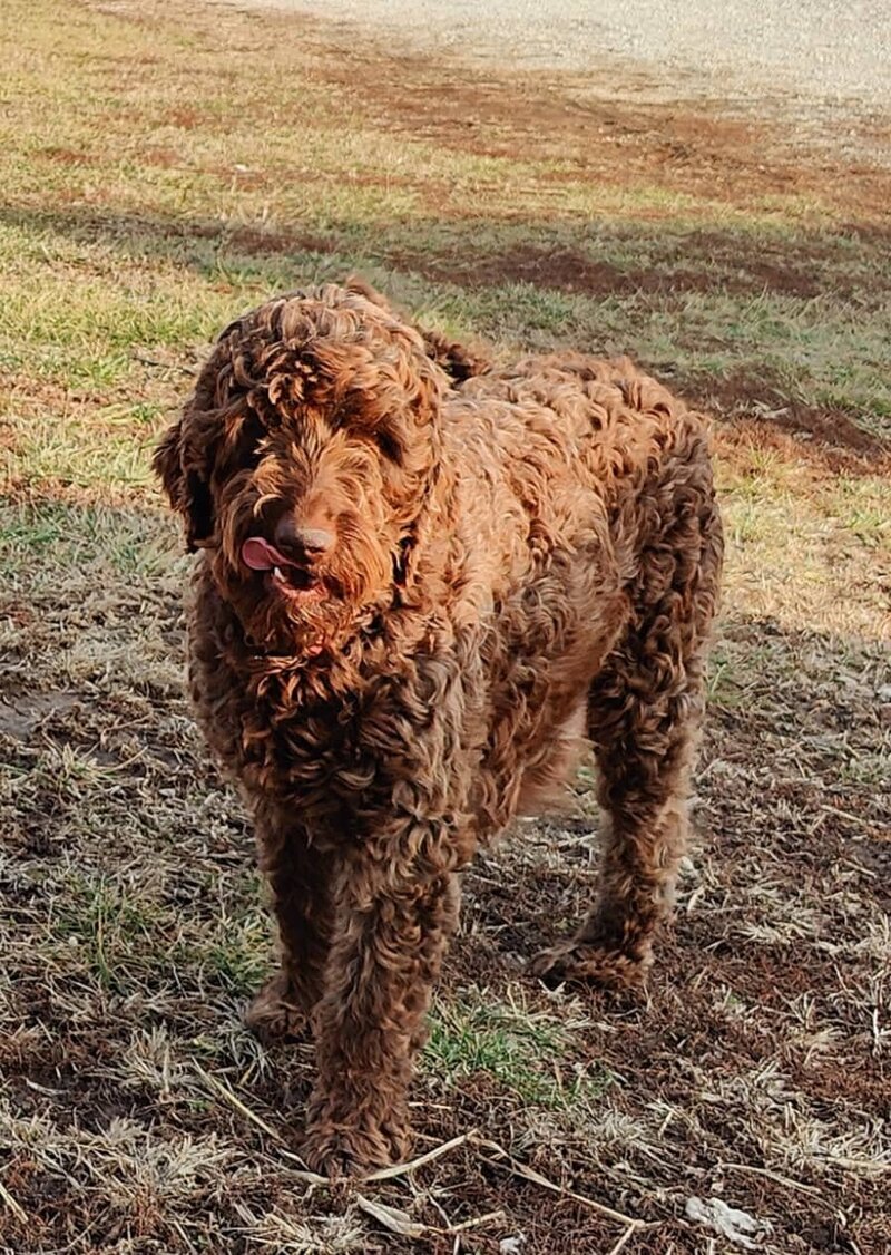 Small Country Mini Doodles Kansas City Cavapoos324760498_1137379910285106_8576033311823824176_n