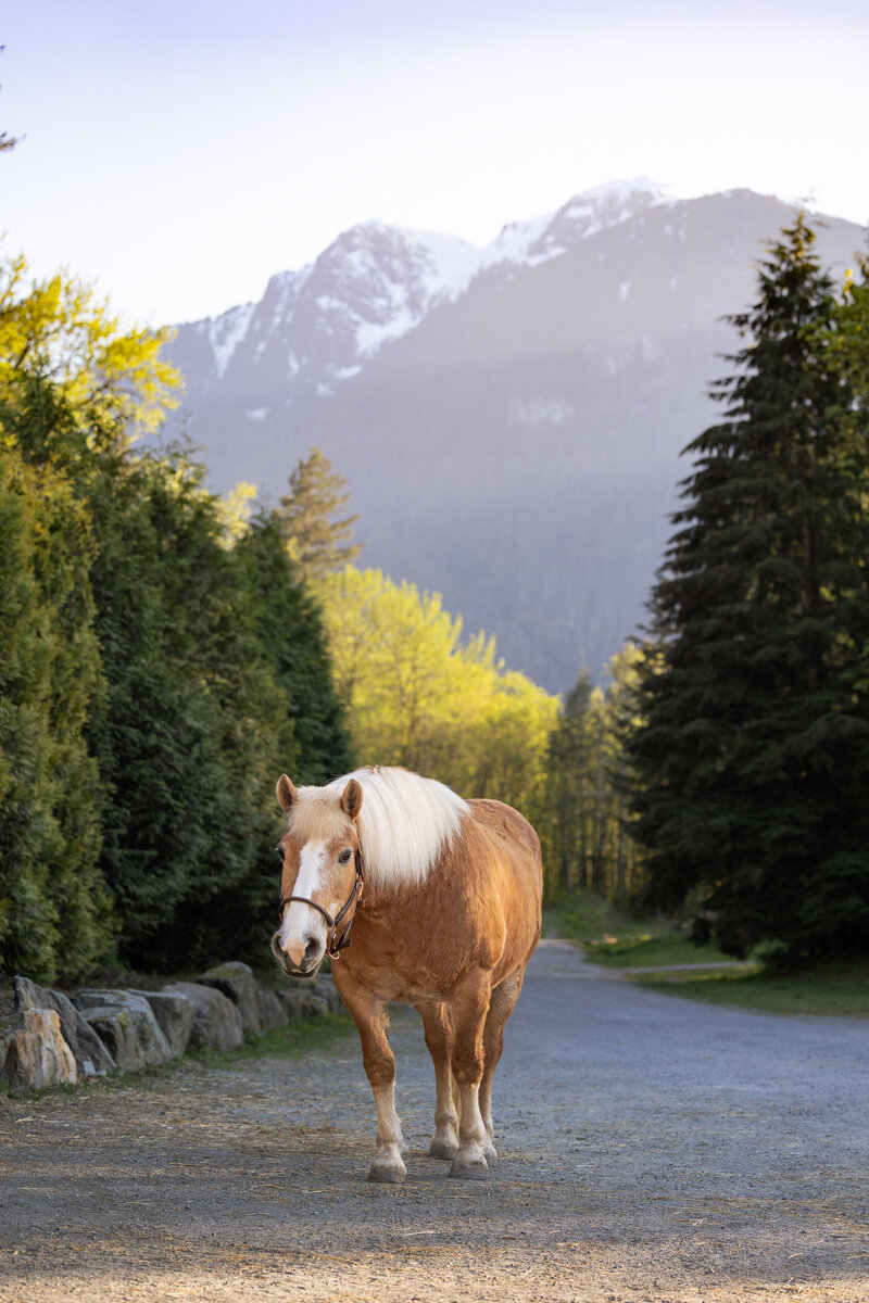 Belgian Draft Horse Walking down the road mountains and forest background