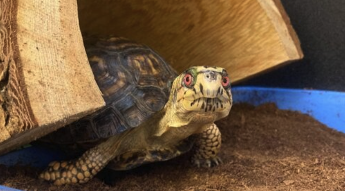 sheldon