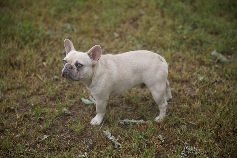 Lilac Fawn French Bulldog Stud in Tyler, Texas shows off structure.