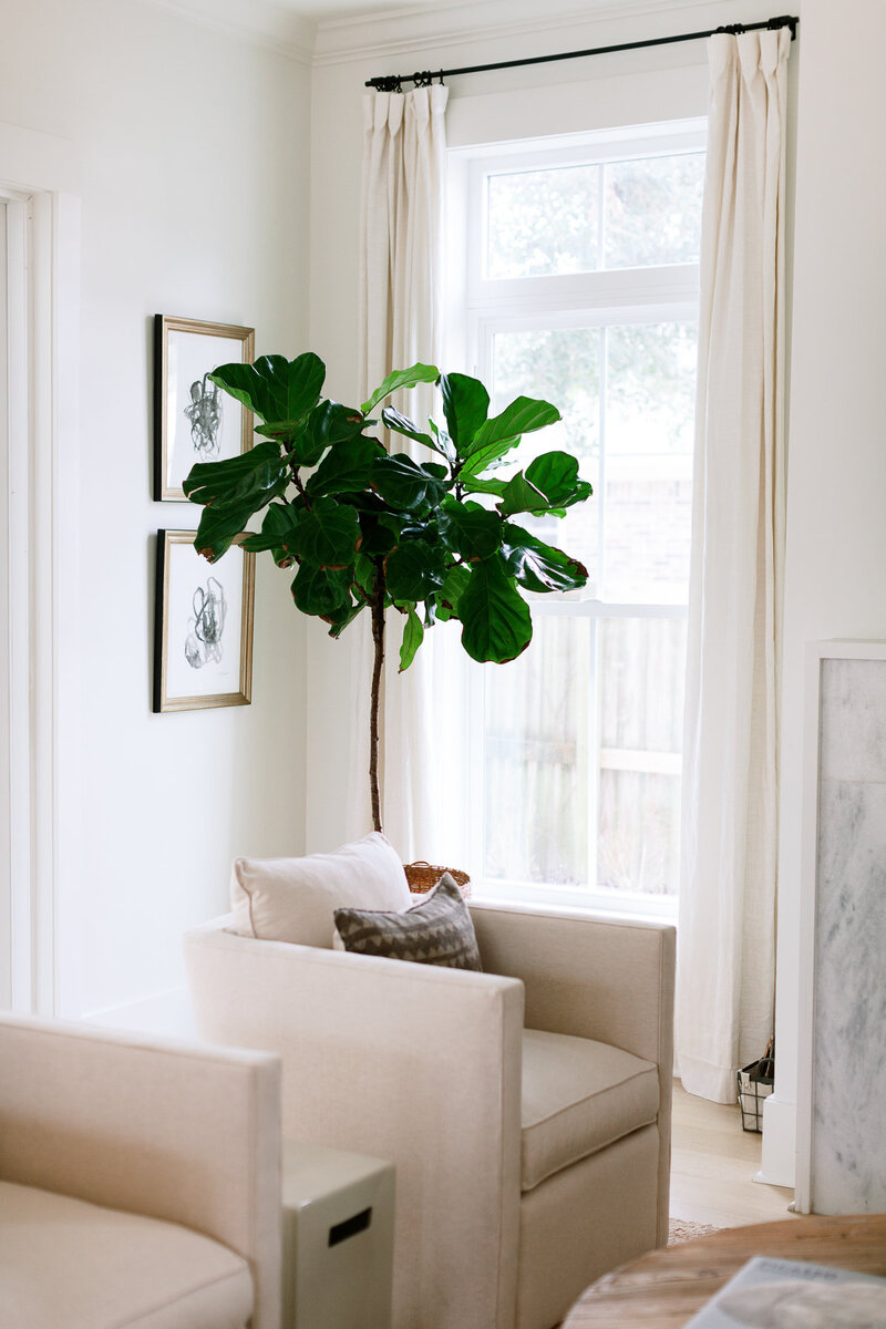 Neutral-toned living room with a fiddle leaf fig by a large window, styled for a fresh Port Moody home.